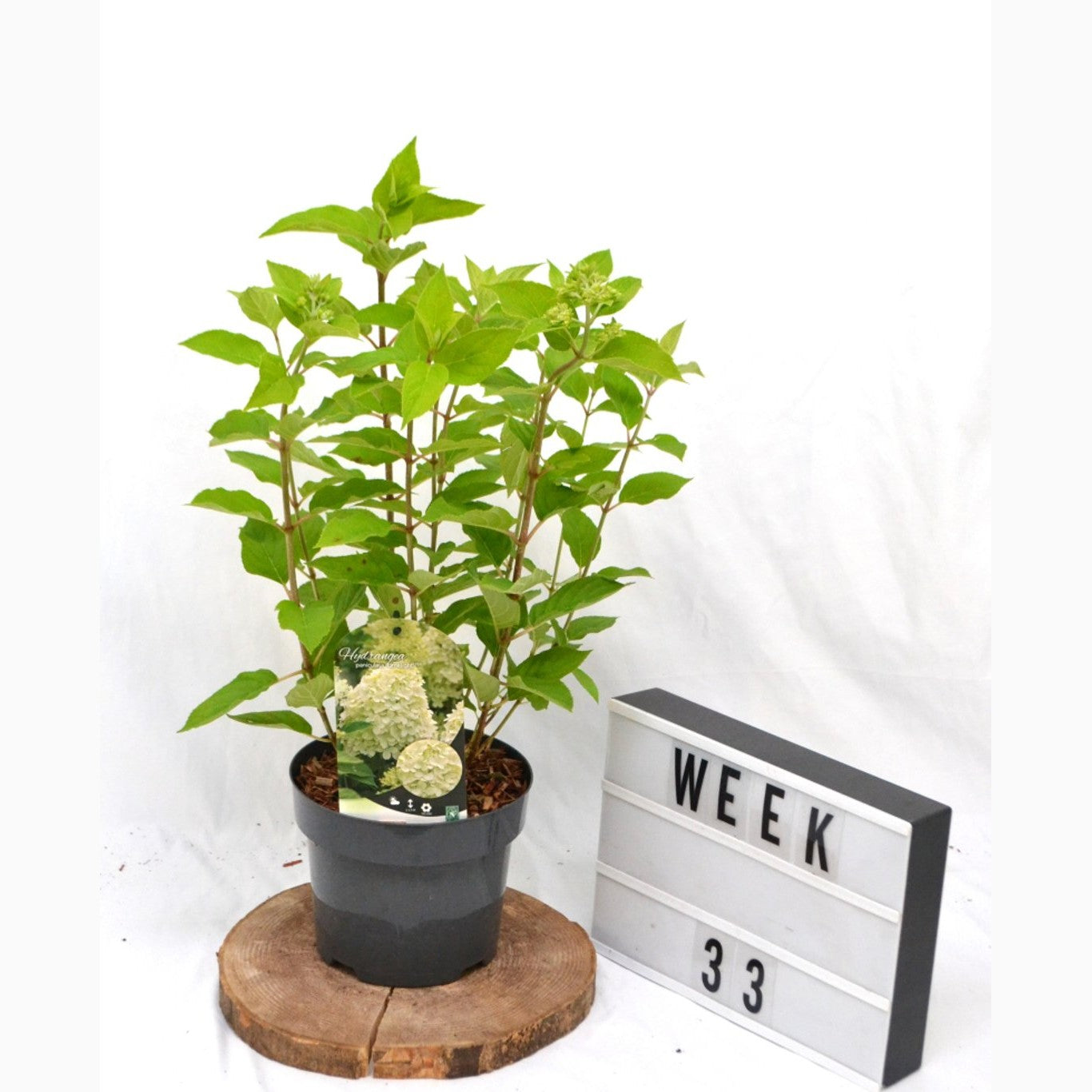 Syrenhortensia – Hydrangea paniculata 'Limelight' - C3 20-40 CM